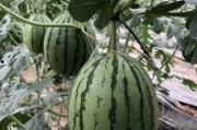 黑料吃瓜网apk普通安装 