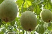 黑料吃瓜网apk普通安装 